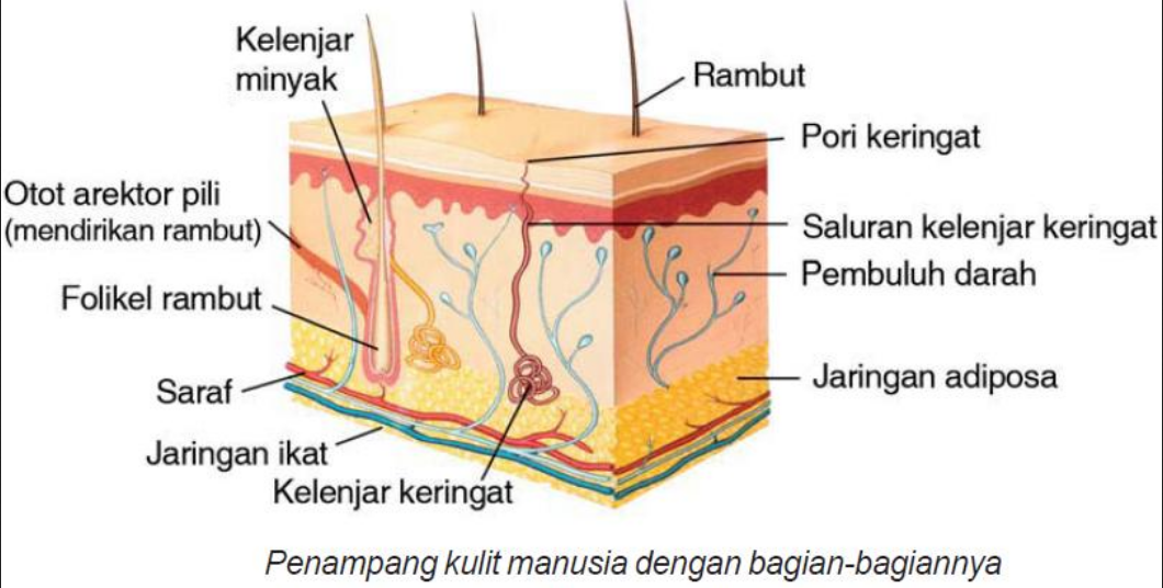 Junaidah Ahmad 5 Organ Detox Semulajadi Ini Memerlukan Bantuan Untuk Terus Berfungsi