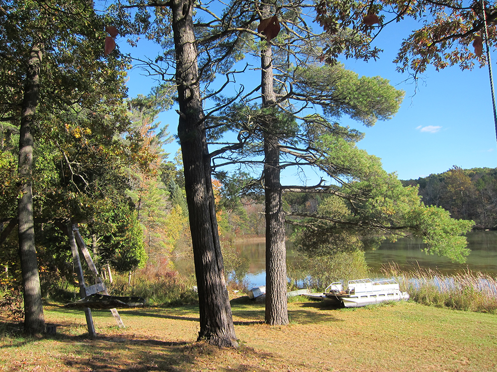 Les Flâneurs 200yearold white pines at Clear Lake