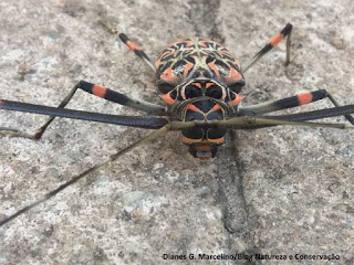 Detalhes do besouro-arlequim ou arlequim-da-mata (Acrocinus longimanus). Animal encanta pelo tamanho e cores vibrantes. Foto: Dianes G. Marcelino/Natureza e Conservação. Besouro-arlequim, alerquim-da-mata, arlequim-de-caiena, besouro-da-figueira, broca-da-jaqueira, Acrocinus longimanus, alerquim, coleóptero, insetos, animais fantásticos, natureza, nature, animals, qual o tamanho do arlequim da mata, tamanho do besouro alerquim, onde encontrar besouro alerquim