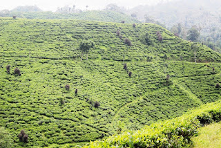 perkebunan teh gunung gambir wisata kebun teh jember
