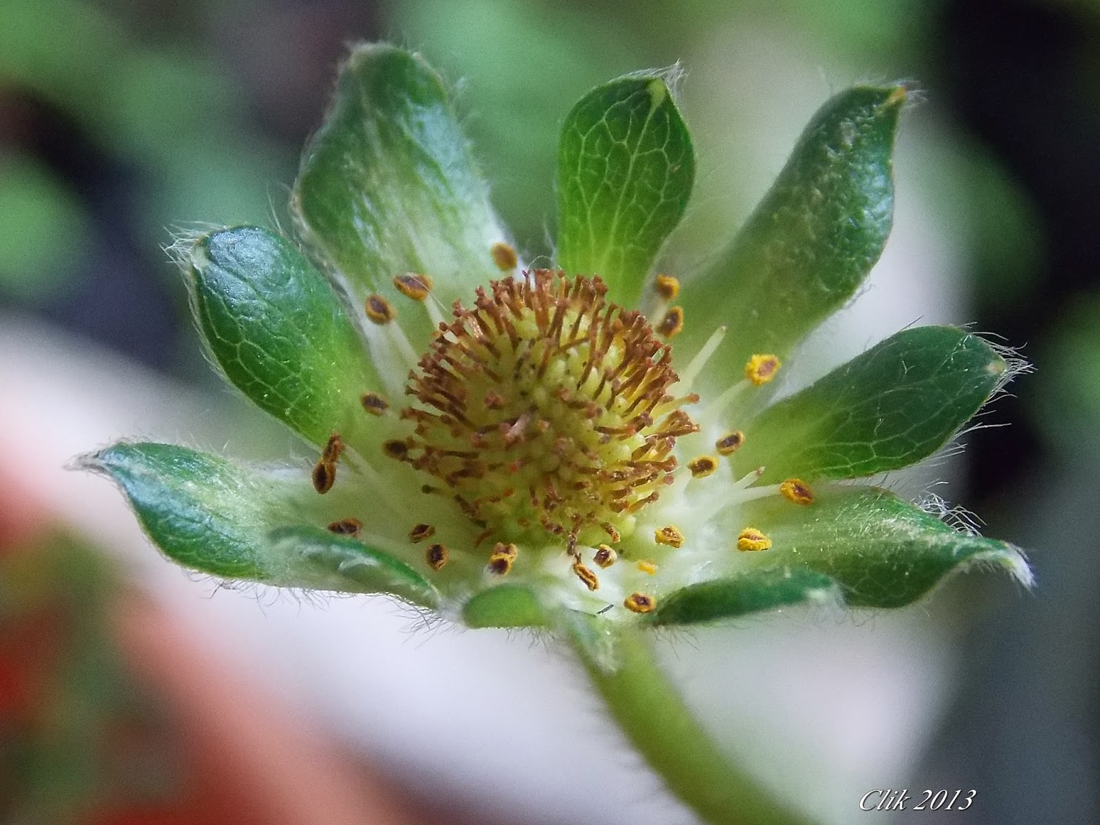 Mundo das Plantas : Morango