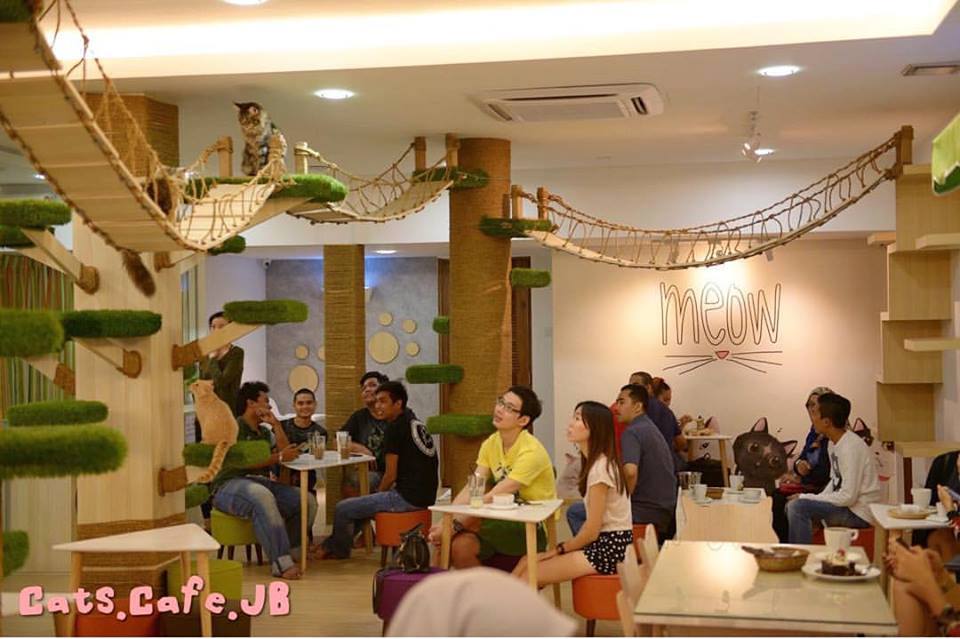 Cat Cafe JB Place To Visit In Johor Hotel Homestay Place To