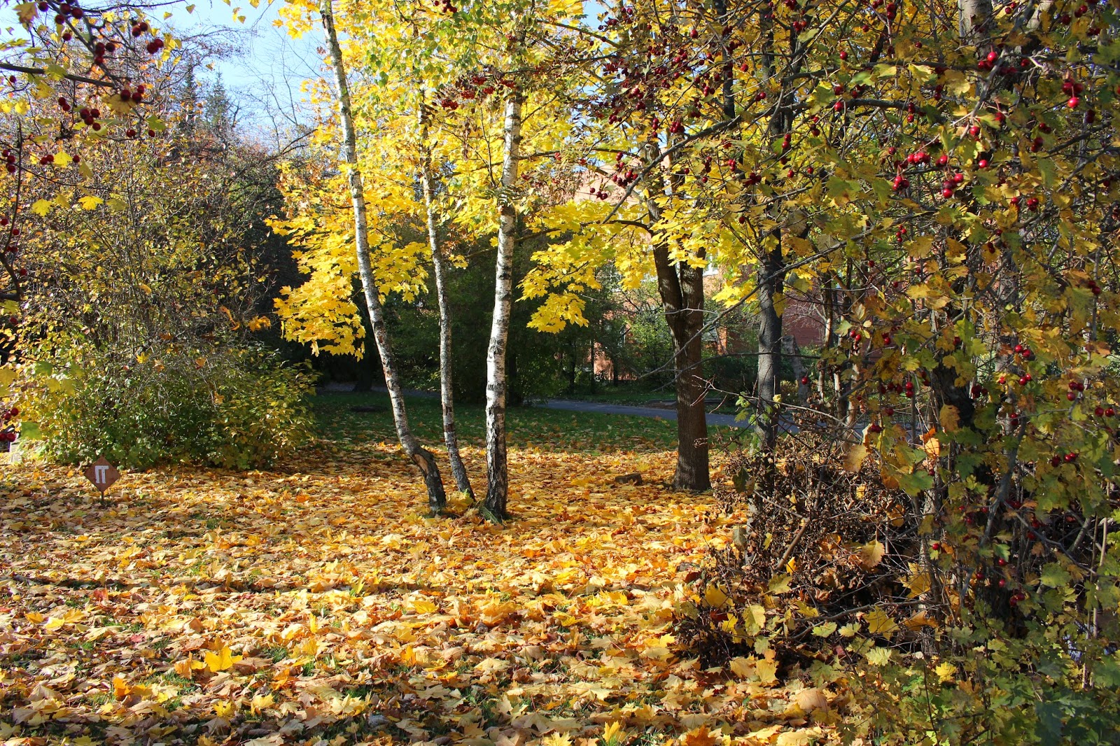 Осень наступила