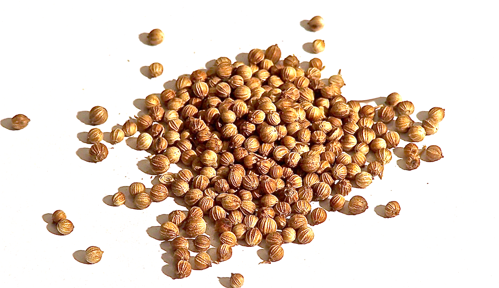 Keep Calm & Curry On Ingredient of the Week Coriander, Cilantro, or