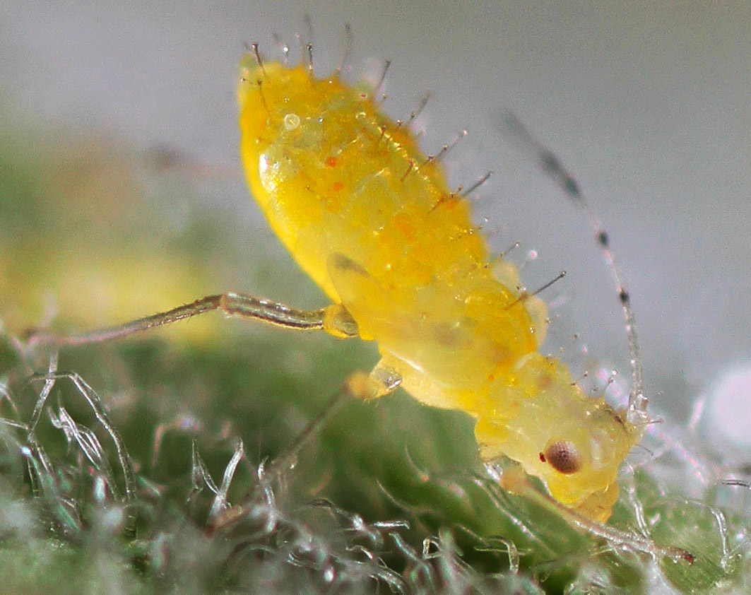 All of Nature Aphids Making Gallons of Honeydew