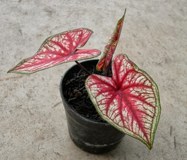 Gambar Kingdom Plantae 19 Gambar Daun Lengkap Bagiannya di Rebanas