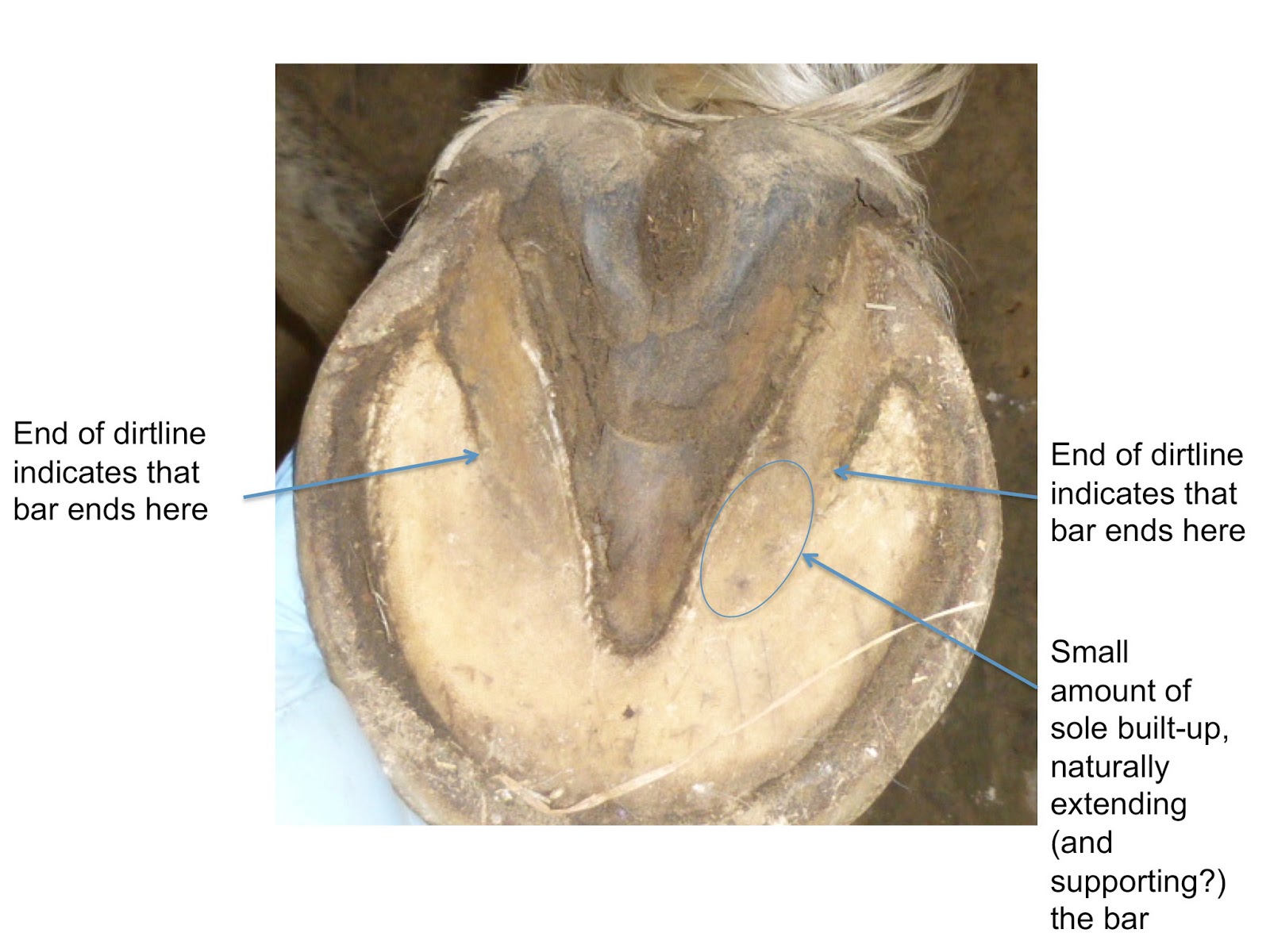 journey to better hooves bar anatomy bar pool