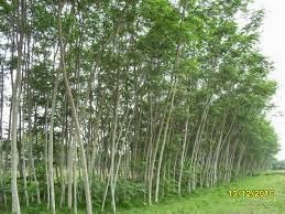 Sekilas Tentang Pohon Sengon Klasifikasi Morfologi 
