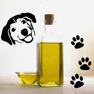 Azeite de oliva para cachorro - Usos e benefícios... Azeite de oliva para cachorro - Usos e benefícios...