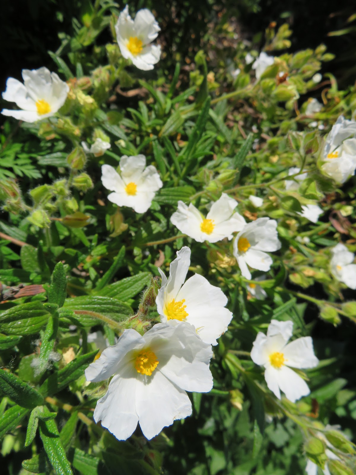 Perennial Evergreen Flowering Shrubs For Full Sun