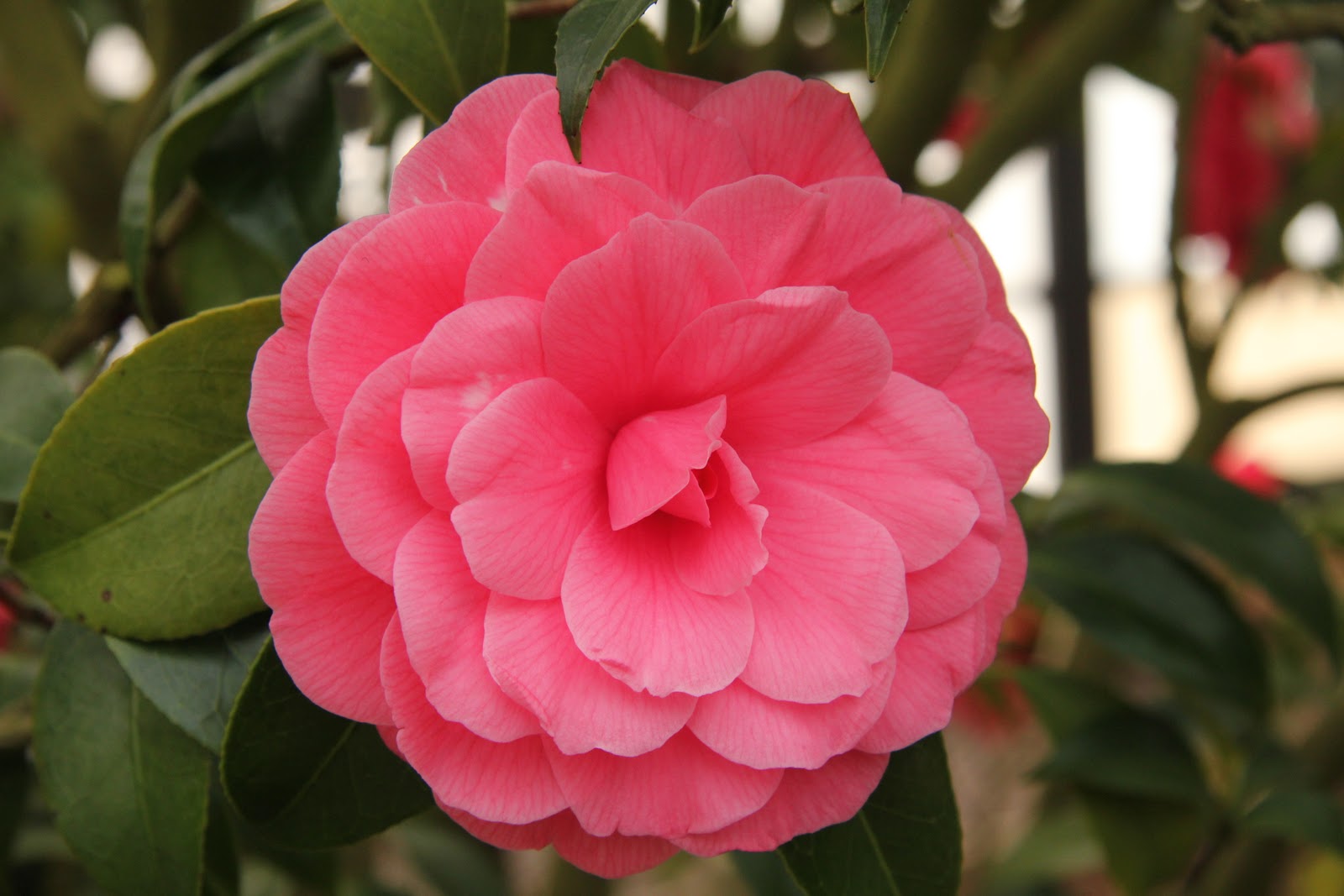 Gardening and Gardens Camellias at Planting Fields Arboretum