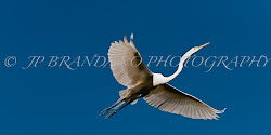 birds brandano photographers jp florida fine