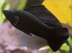 gambar Ikan Black Molly