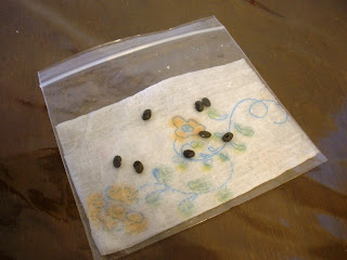Baby Brainstorm: Growing Seeds in a Bag
