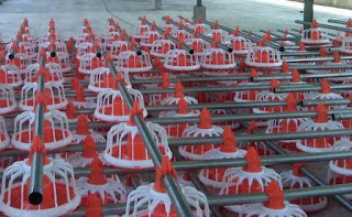 Peralatan Kandang untuk Pemeliharaan Ayam Jawa Super | Ternak Ayam