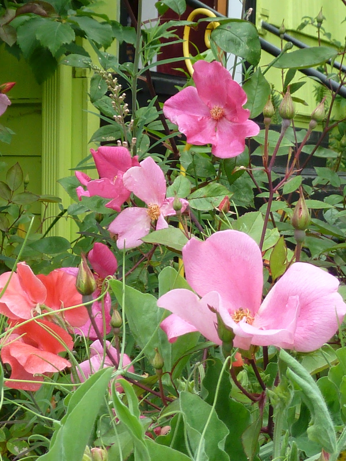 Dig IT Vera Johnson: Old/Antique Roses- why you should be growing them