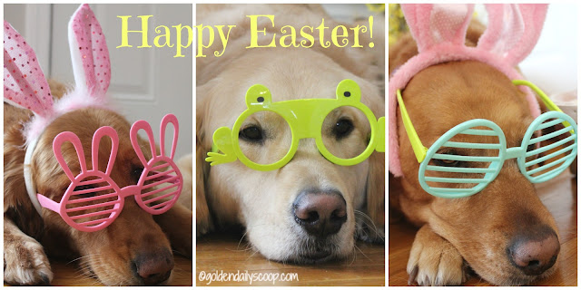 Golden Retriever Dogs Easter 2016