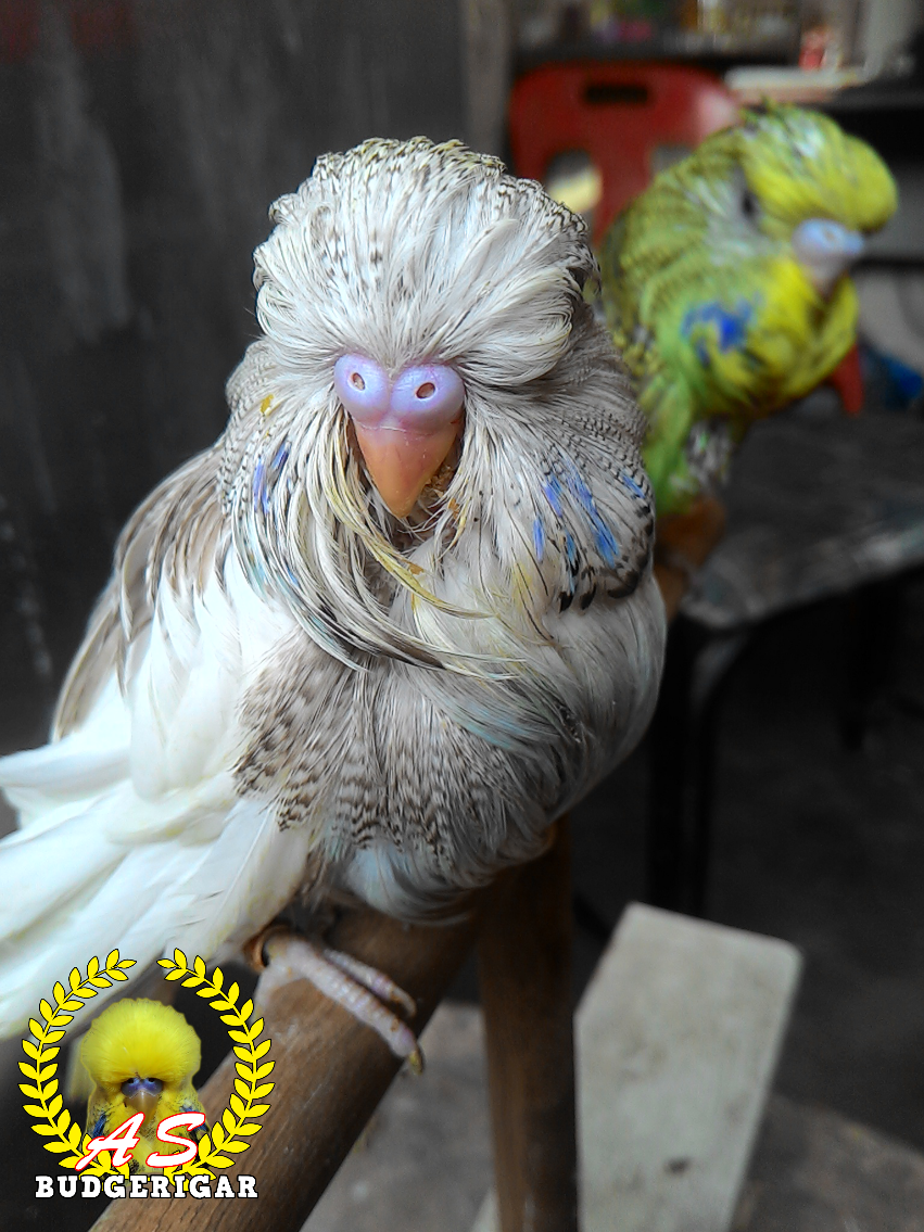 My Feather Duster Budgie Sembang Budgies & Cockatiels