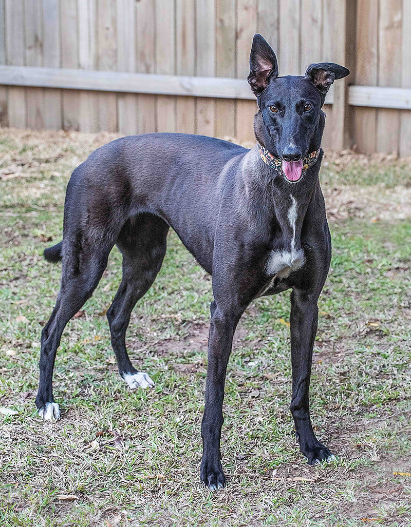 Foster a Rescue Greyhound Lessons to Learn Australian Dog Lover