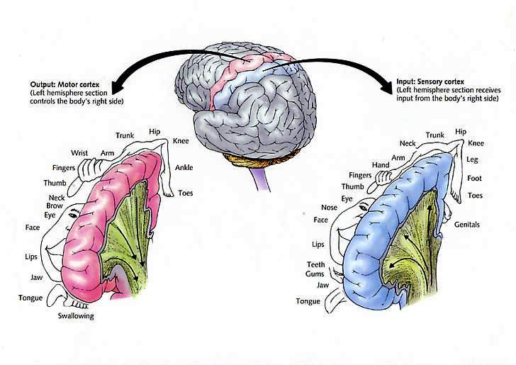 Limbic Signal: Revisiting the Motor Cortex