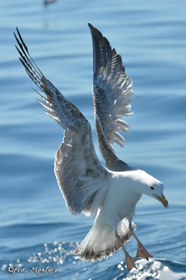 Gavià argentat (Larus michahellis) Foto: Francisco Montero