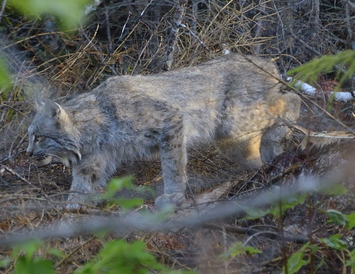 Katahdin, The Maine North Woods and Florida Canadian Lynx in Maine