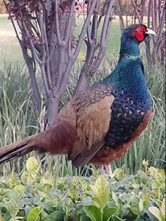 cara ternak ringneck pheasant