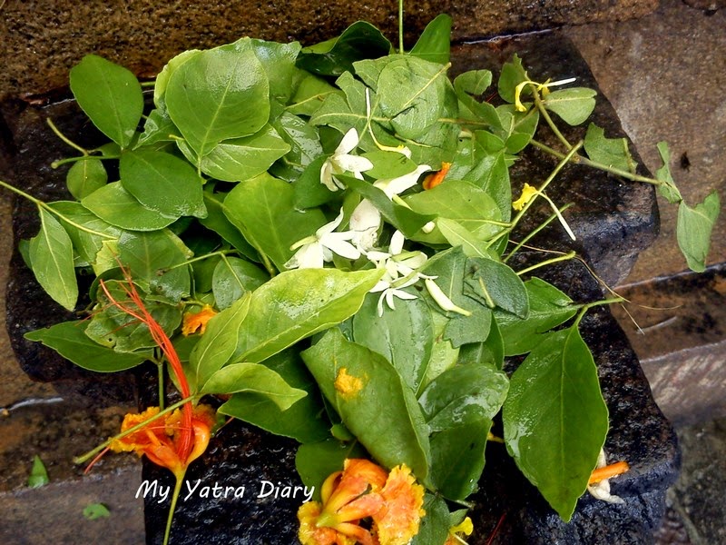Bilwa patra leaves and flowers offered to the Nandi Bull