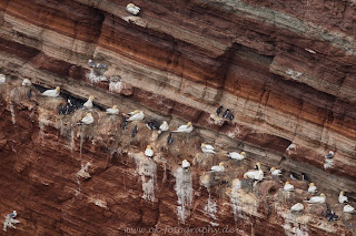 Naturfotografie Lummenfelsen Basstölpel Trottellummen