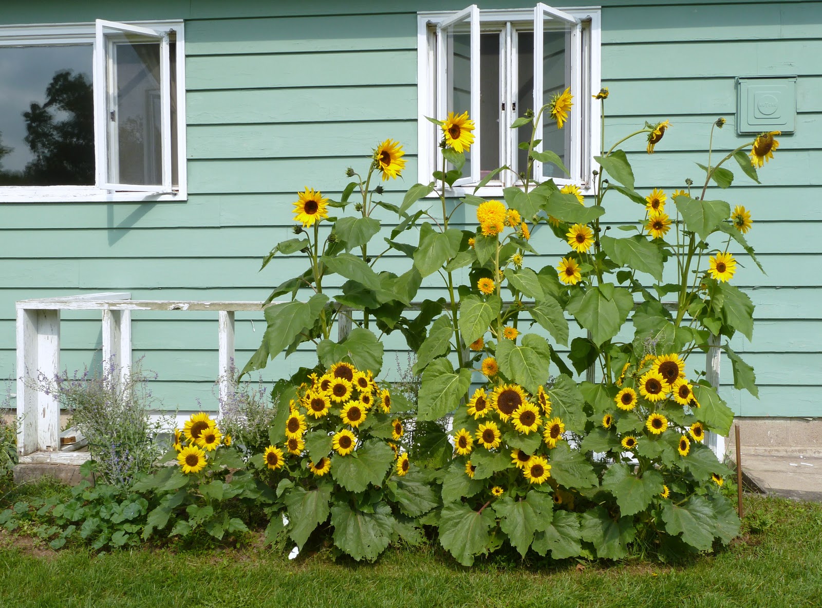 Sunflower Seeds Kong Sunflower Seeds