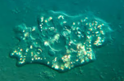 Amoeba Amoeba
