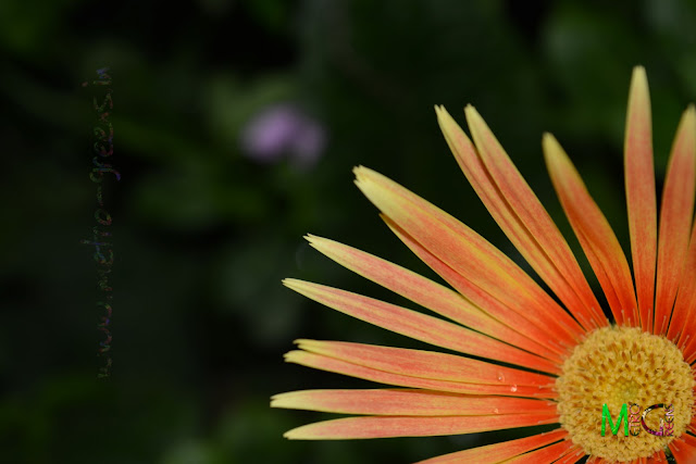 Metro Greens: Orange Gerbera Metro Greens: Orange Gerbera