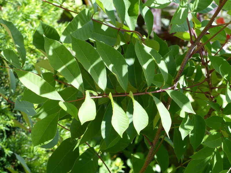 Faaxaal Photos nature gratuites et libres de droits Photo d