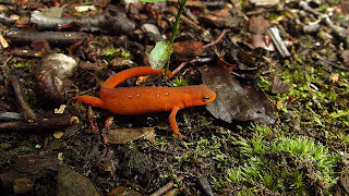 Red eft (juvenile red-spotted newt) Red eft (juvenile red-spotted newt)