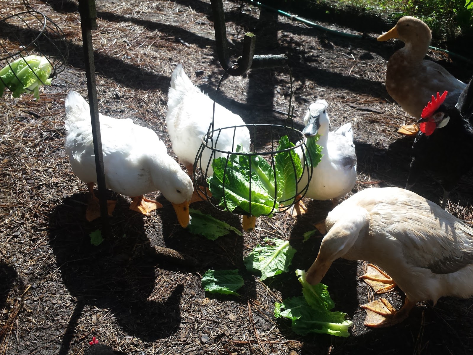 10 Winter Boredom Busters for Chickens Fresh Eggs Daily®