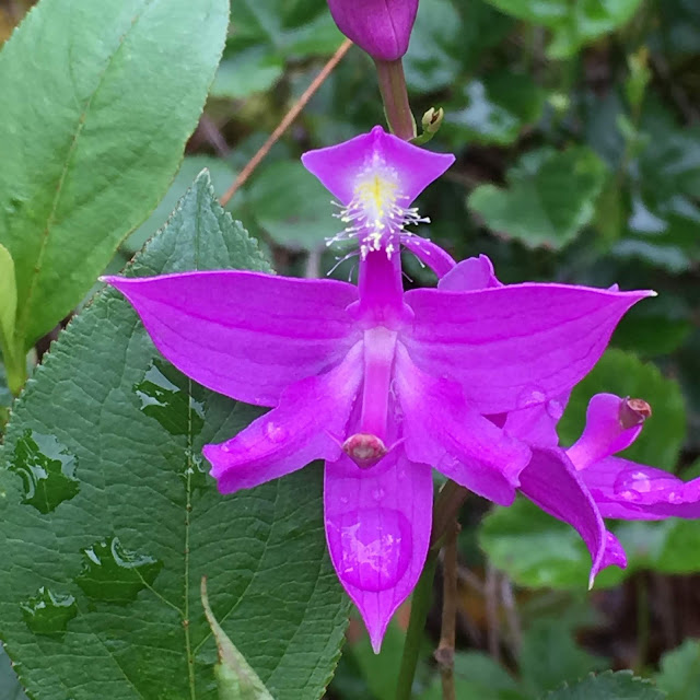 West Virginia Native WildflowersThe Big Year, 2013 Native Orchids of