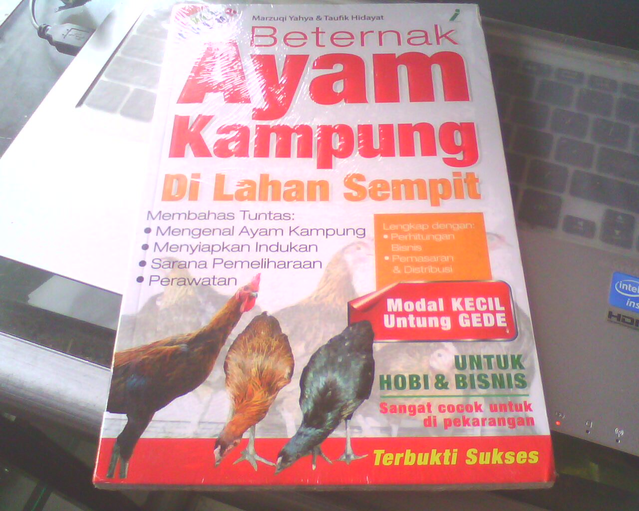Cara Ternak Kelinci: Ternak Menguntungkan Di Lahan Sempit