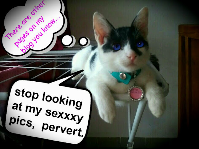 pervert, weirdo, pysopath top cat movies, diy, humans beware, cat jokes, cat blog, cat website, pet website, feline friend, cat quotes, cat toys, cat in the hat, cat names, cat treats, cat food, cat accessories, cat comic strips, black cat, white cat, black and white cat, cat eyes, cat magic, cats in history.