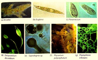 Ciri dan Kelompok Mahluk Hidup Mikroskopis Protista, Monera dan Jamur
