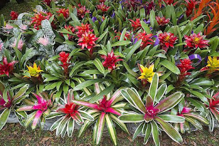 tanaman bunga bromeliads