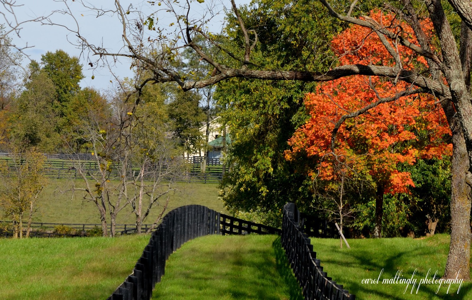 Carol Mattingly Photography Fall, Bluegrass Scenic Byway