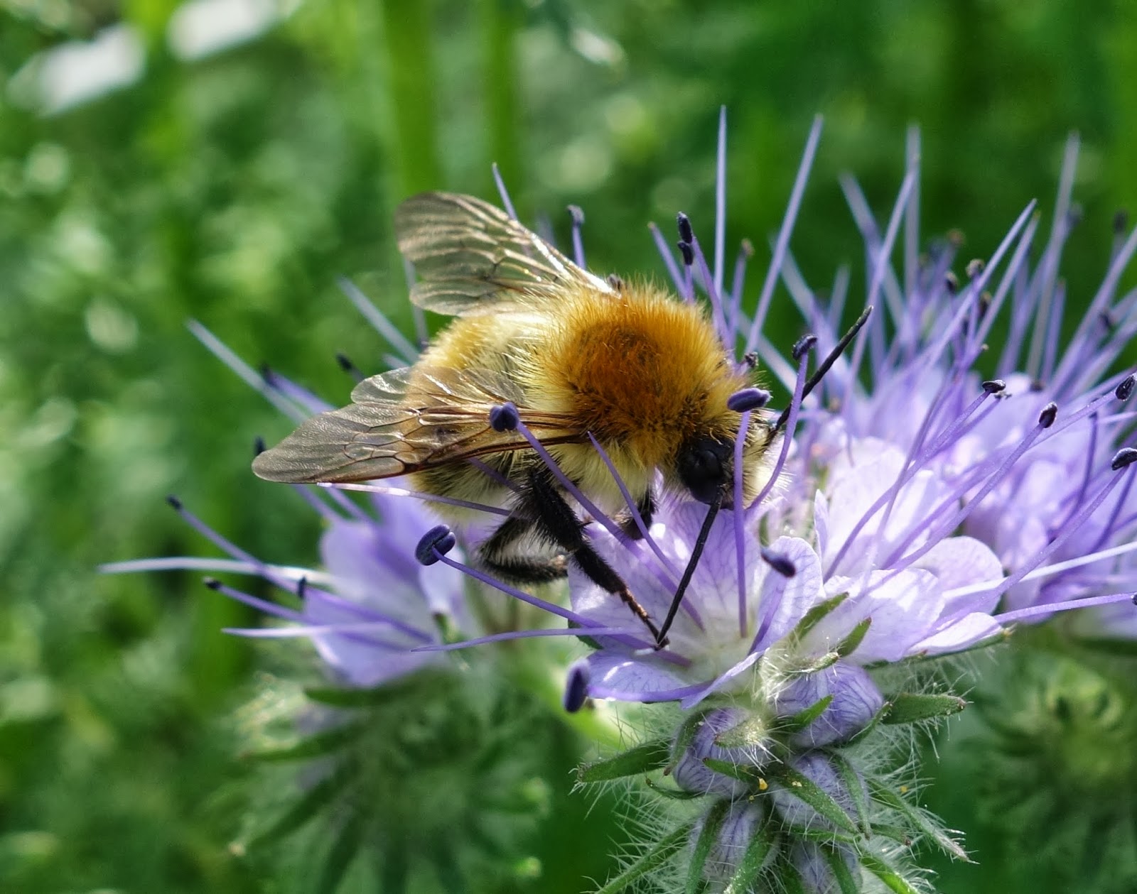 Urban Pollinators Phacelia tanacetifolia a great plant for bees
