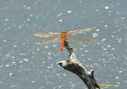 dragonflies rare always type