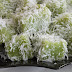 Kuih Kaswi Pandan Sedap