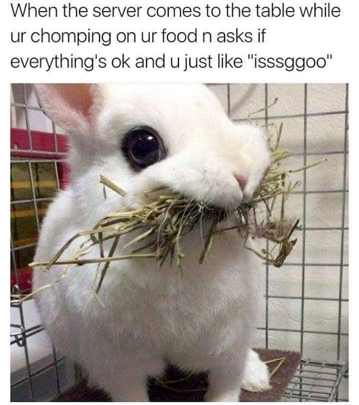 Russian Food Cat Meme Russian Food Cat Meme