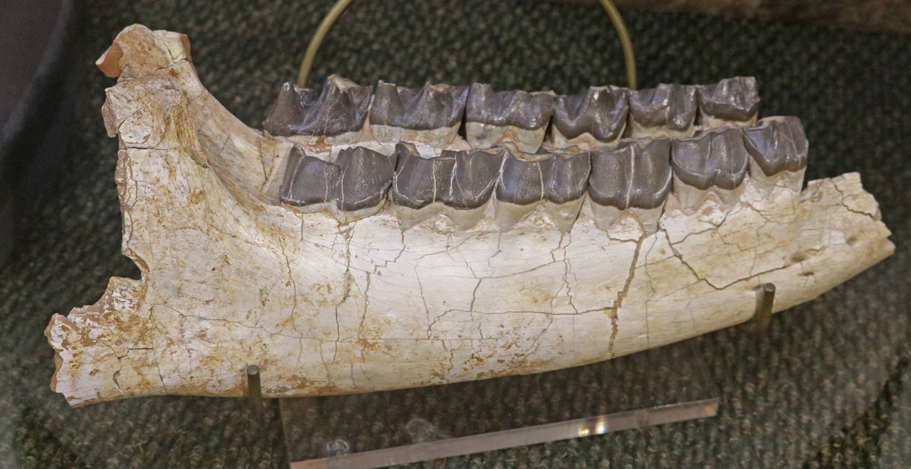 Trigonia-osborni-rhinoJaw-Fossil-paleoge