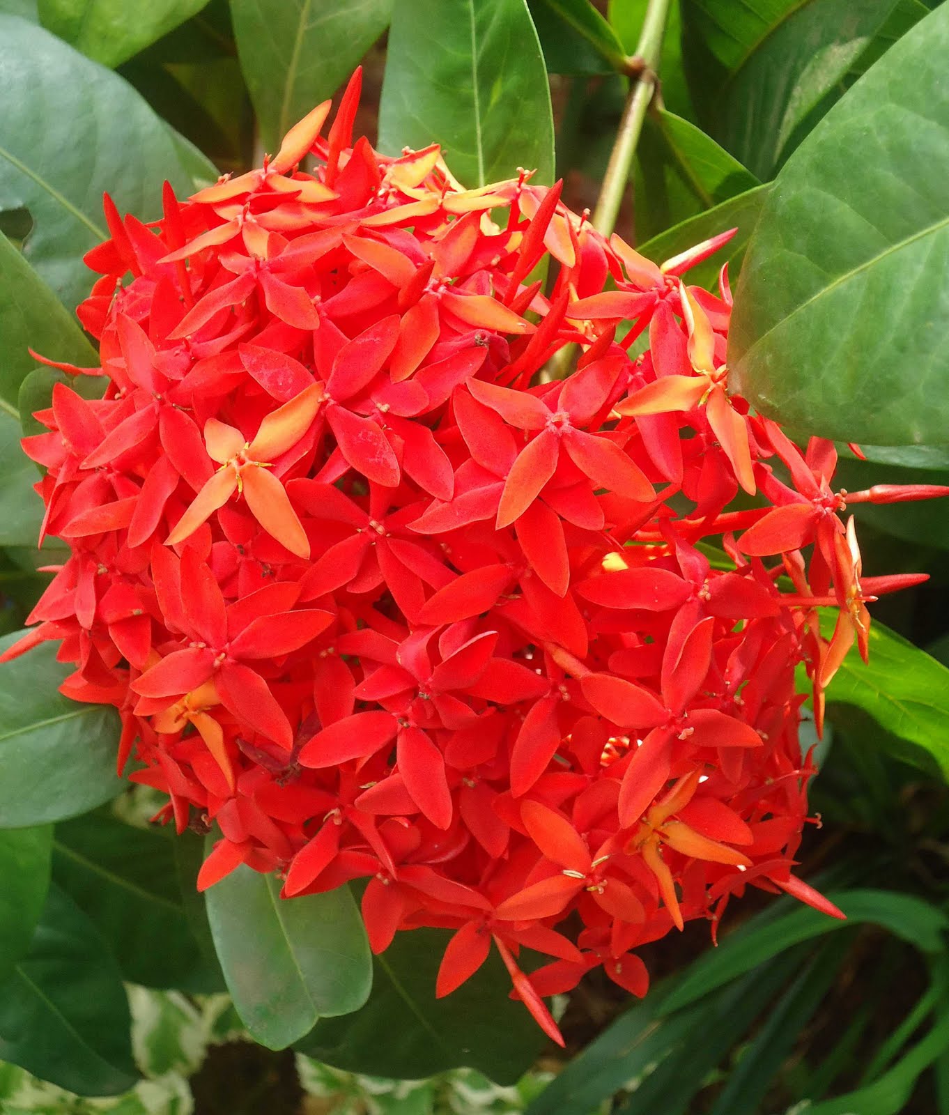 Fryou-Maison-Décos: Au jardin...Des roses et des Fleurs