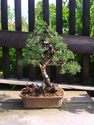 Ci jaro 2007