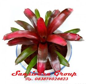 ANEKA BROMELIA BROMELIA-RED-GRESS