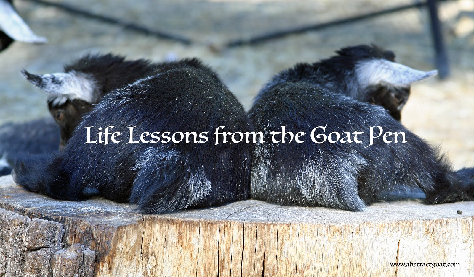 Life Lessons from the Goat Pen